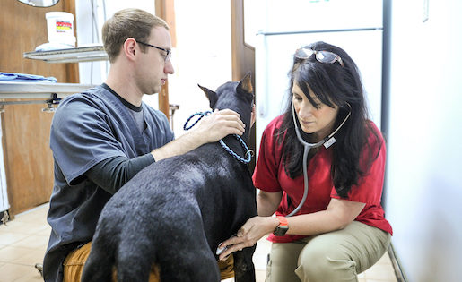 Veterinary Clinic In Stevenson AL