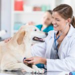 veterinary clinics in Stevenson AL
